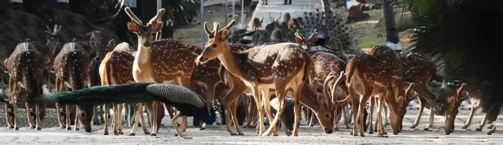 Ross Island Activities Top Things to Do